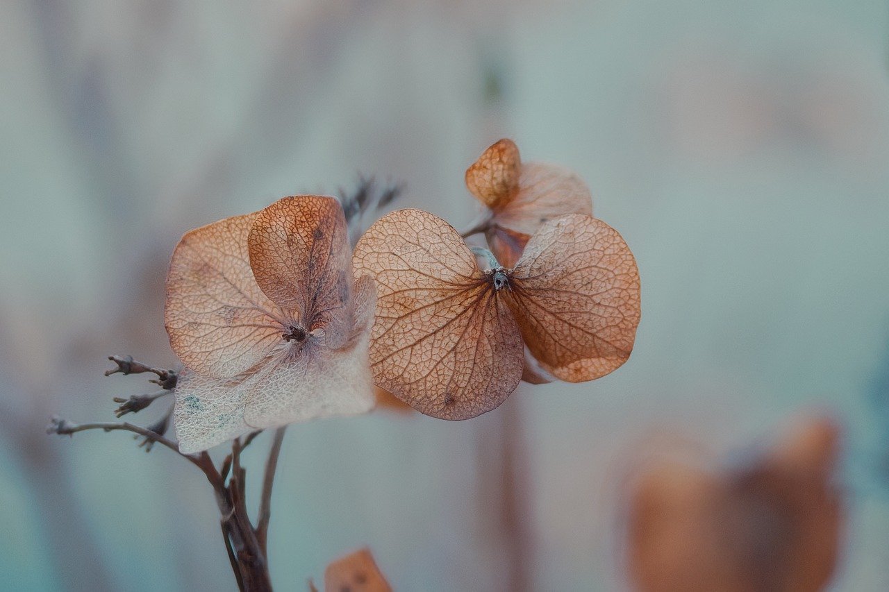 Flower Press Craft: Botany for Kids